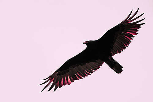 Soaring Turkey Vulture Flying Among Sky (Pink Tint Photo)