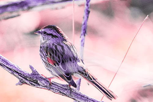 Song Sparrow Overlooking Water Pond (Pink Tint Photo)