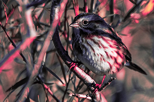 Song Sparrow Perched Along Curvy Tree Branch (Pink Tint Photo)