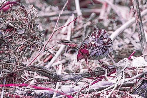Song Sparrow Standing Atop Broken Branch (Pink Tint Photo)
