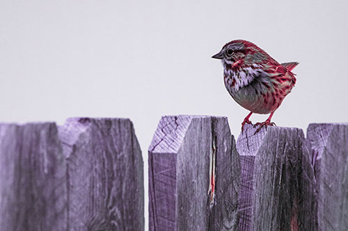 Song Sparrow Standing Atop Wooden Fence (Pink Tint Photo)