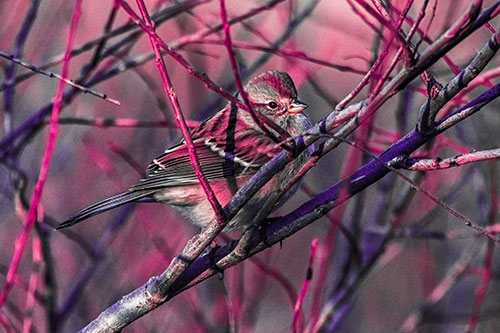Song Sparrow Watches Sunrise Among Tree Branches (Pink Tint Photo)