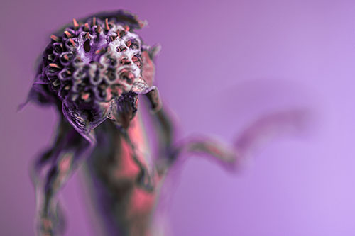 Spiky Headed Gumplant Figure Pointing The Way (Pink Tint)