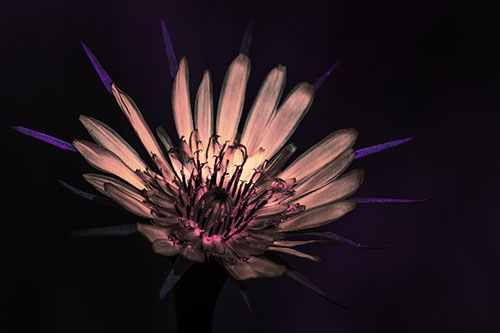 Spiky Salsify Flower Gathering Sunshine (Pink Tint Photo)