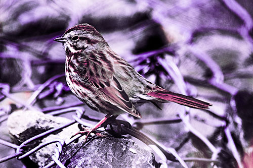 Squinting Song Sparrow Perched Atop Chain Link Fencing (Pink Tint Photo)