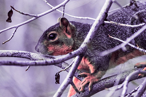 Squirrel Climbing Down From Tree Branches (Pink Tint Photo)