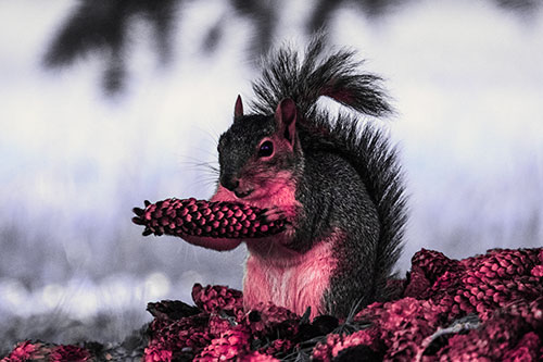 Squirrel Eating Pine Cones (Pink Tint Photo)