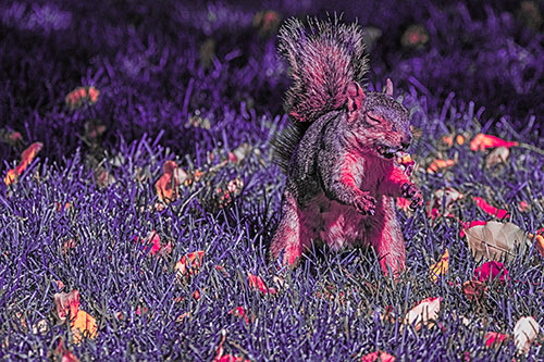 Squirrel Enjoying Breakfast Among Fallen Autumn Leaves (Pink Tint)
