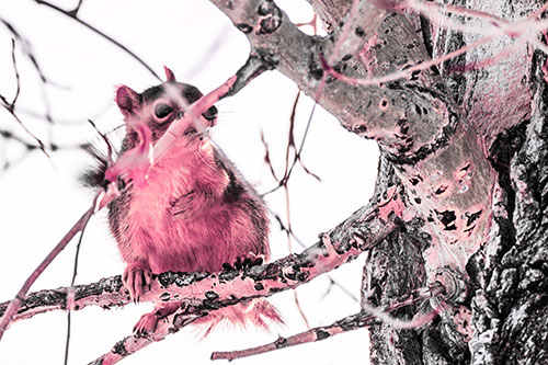 Squirrel Grabbing Chest Atop Two Tree Branches (Pink Tint Photo)