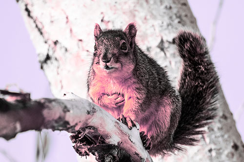 Squirrel Grasping Chest Atop Thick Tree Branch (Pink Tint Photo)