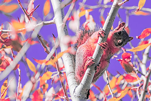 Squirrel Gripping Ahold Of Tree Branch (Pink Tint)
