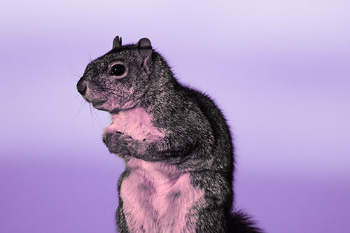 Squirrel Holding Food Tightly Amongst Chest (Pink Tint Photo)