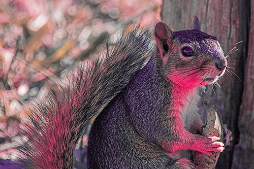 Squirrel Holding Watermelon Slice Glancing Sideways (Pink Tint)