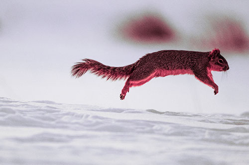 Squirrel Leap Flying Across Snow (Pink Tint Photo)