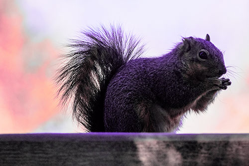 Squirrel Nibbles Breakfast Atop Concrete Skatepark (Pink Tint)