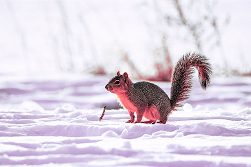 Squirrel Observing Snowy Terrain (Pink Tint Photo)