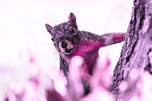 Squirrel Peeks Around Tree Base (Pink Tint Photo)