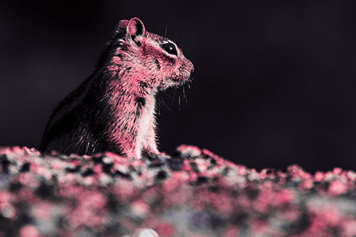 Squirrel Piques Distant Interest (Pink Tint Photo)
