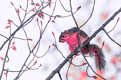 Squirrel Sits Among Sprouting Tree Branches (Pink Tint)