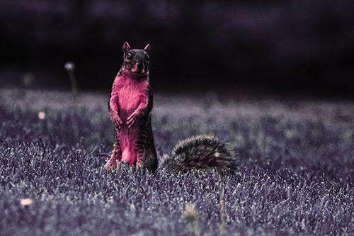 Squirrel Standing Atop Fresh Cut Grass On Hind Legs (Pink Tint Photo)