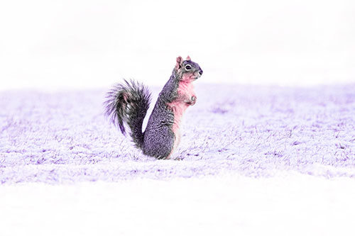 Squirrel Standing On Snowy Patch Of Grass (Pink Tint Photo)