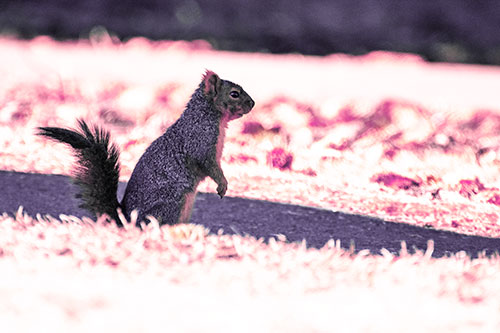 Squirrel Standing Upwards On Hind Legs (Pink Tint Photo)