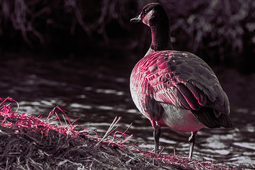 Standing Canadian Goose Looking Sideways Towards Sunlight (Pink Tint Photo)