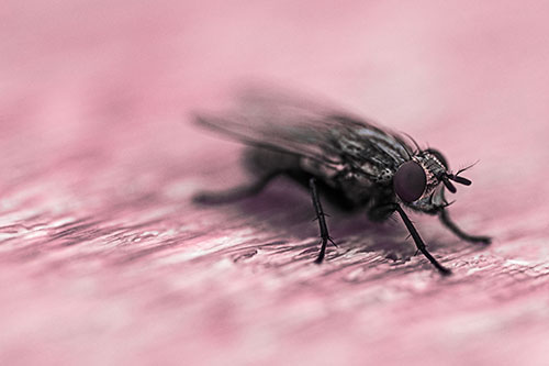 Standing Cluster Fly Resting Atop Wood (Pink Tint)