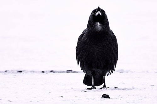 Standing Crow Cawing Loudly (Pink Tint)