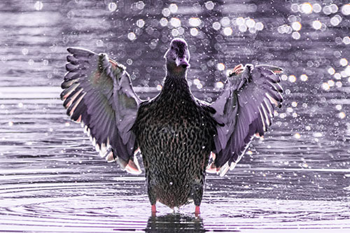 Standing Mallard Duck Flapping Wings Among Shore (Pink Tint)