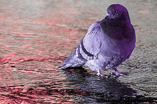 Standing Pigeon Gandering Atop River Water (Pink Tint Photo)