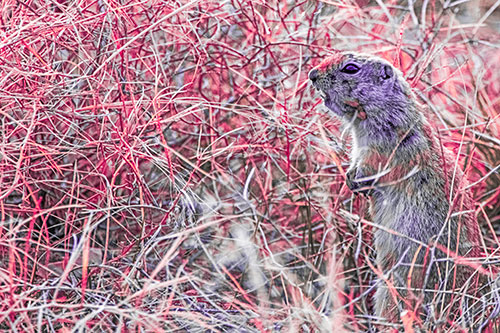 Standing Prairie Dog Snarls Towards Intruders (Pink Tint Photo)