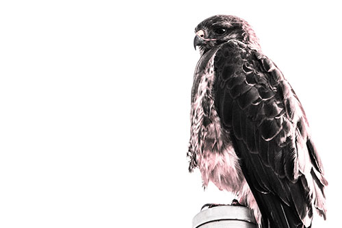 Standing Rough Legged Hawk Keeping Watch (Pink Tint Photo)