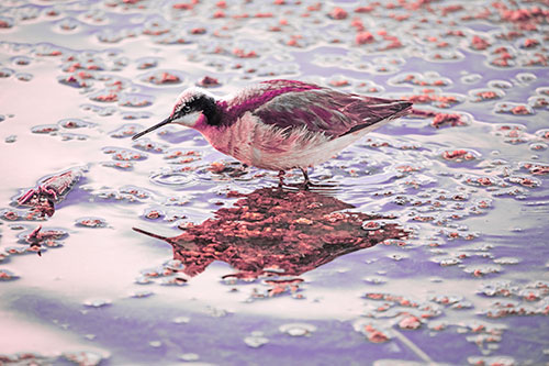 Standing Sandpiper Wading In Shallow Algae Filled Lake Water (Pink Tint Photo)