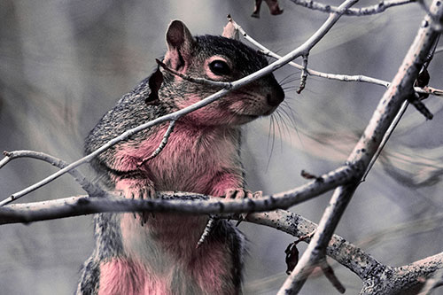 Standing Squirrel Peeking Over Tree Branch (Pink Tint Photo)
