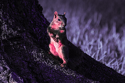 Standing Squirrel Poses Among Sloping Tree Stump (Pink Tint)