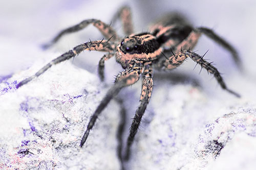 Standing Wolf Spider Guarding Rock Top (Pink Tint Photo)