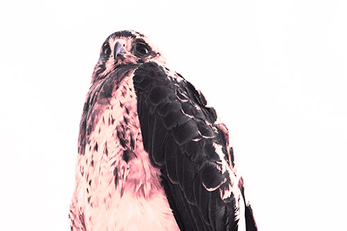 Startled Looking Rough Legged Hawk (Pink Tint Photo)