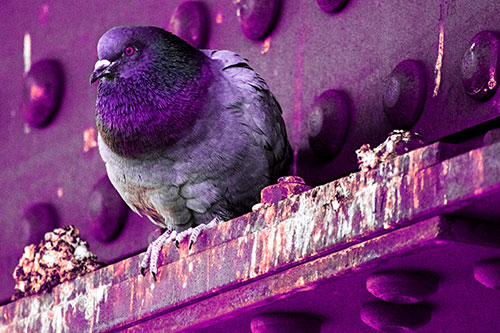 Steel Beam Perched Pigeon Keeping Watch (Pink Tint Photo)