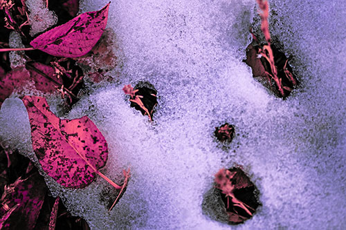 Stem Shocked Snow Face Among Fallen Leaves (Pink Tint Photo)