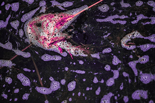 Stick Impales River Bubble Face Through Eye (Pink Tint Photo)