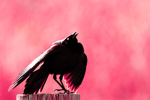 Stomping Grackle Croaking Atop Wooden Fence Post (Pink Tint Photo)