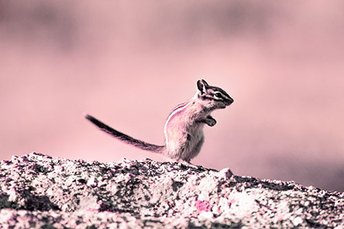 Straight Tailed Standing Chipmunk Clenching Paws (Pink Tint Photo)