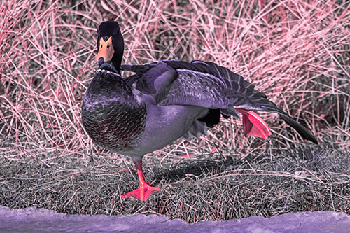 Stretching Mallard Duck Along Icy River Shoreline (Pink Tint Photo)