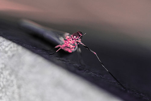Stretching Mayfly Relaxing Among Shade (Pink Tint)