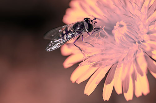 Striped Hoverfly Pollinating Flower (Pink Tint Photo)