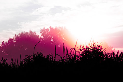 Sun Rises Beyond Fog Filled Treeline (Pink Tint Photo)
