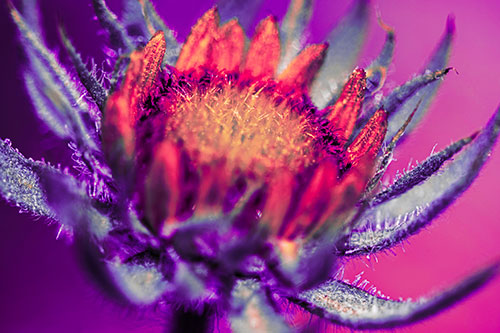 Sunflower Bud Unfurling Towards Sunlight (Pink Tint Photo)