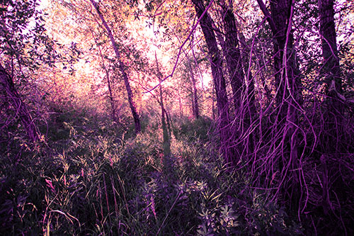 Sunlight Bursts Through Shaded Forest Trees (Pink Tint)