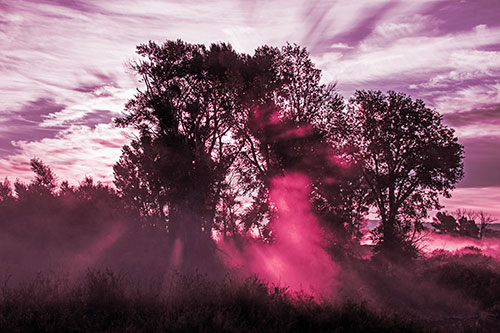 Sunlight Rays Burst Through Fog Surrounded Trees (Pink Tint Photo)